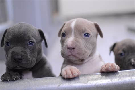 Blue Nose Pitbull Wallpaper Sf Wallpaper