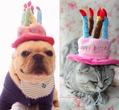 Pet Cat Birthday Hat Dog Cap With Cake And Candles Design Party Cat