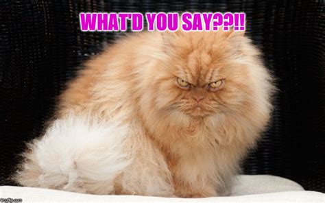 23 Funny Mad Cat Memes Factory Memes