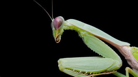 Who Knew A Praying Mantis Could Learn HowStuffWorks