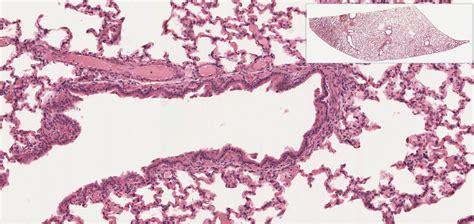 Histology Of The Respiratory System Lab