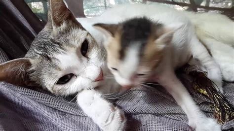 Kittens Love Mom Cat Kitten Mother Love Cat Mom Hugs Baby Kitten Too Cute Youtube