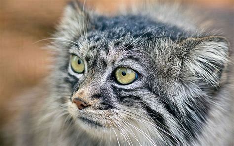 Top 10 Rarest Cat Breeds In The World