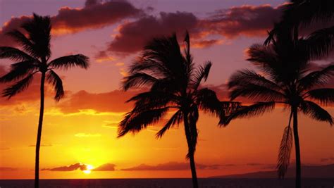 4k Incredible Sunset Tropical Beach Palm Tree Sunset Landscape