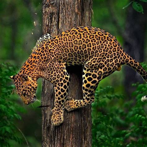Leopard Hold Stora Katter Kattdjur Instagram