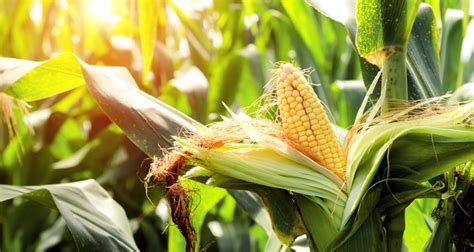 How To Grow Sweet Corn Farmers Almanac Plan Your Day Grow Your Life