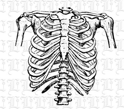 Skeleton Ribs Drawing At Getdrawings Free Download