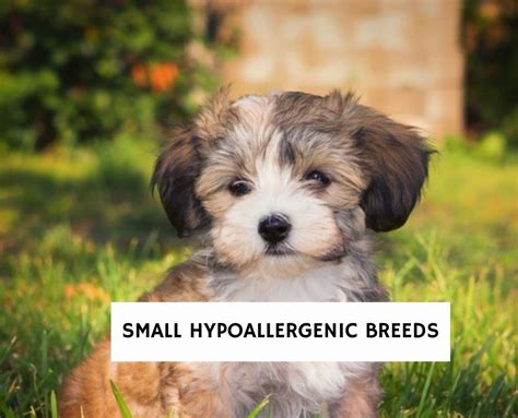 5 Best Small Hypoallergenic Breeds 2024 We Love Doodles
