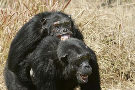 Chimpanzees Mating Photograph By M Watson Pixels