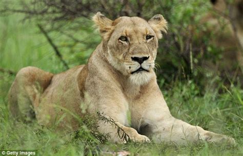 Five Rare Lionesses Spotted In Botswana Have Manes And Behave Like