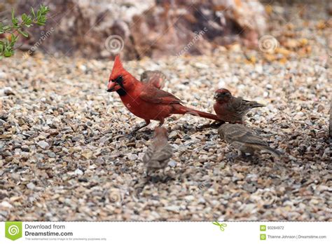 Northern Cardinal Walking On The Garden Floor With House