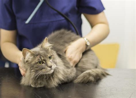 Skin Cancer In Cats Petmd