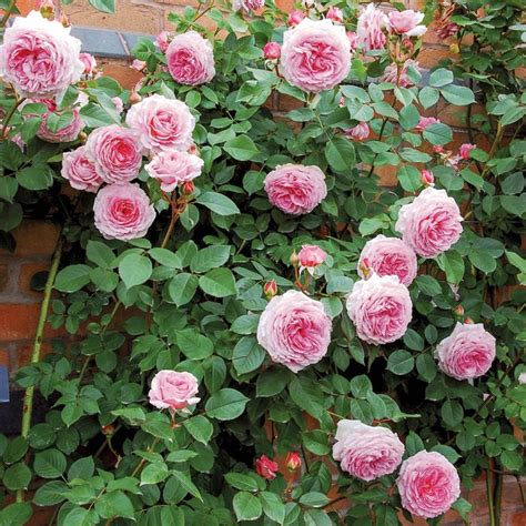 Buy David Austin James Galway Climbing Rose Notcutts Garden Centres