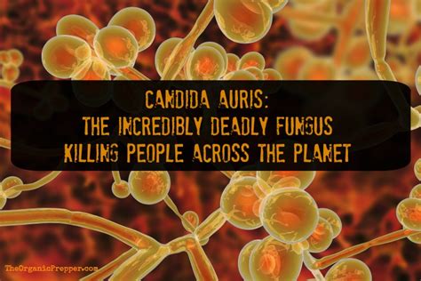 Candida Auris The Incredibly Deadly Fungus Killing People Globally