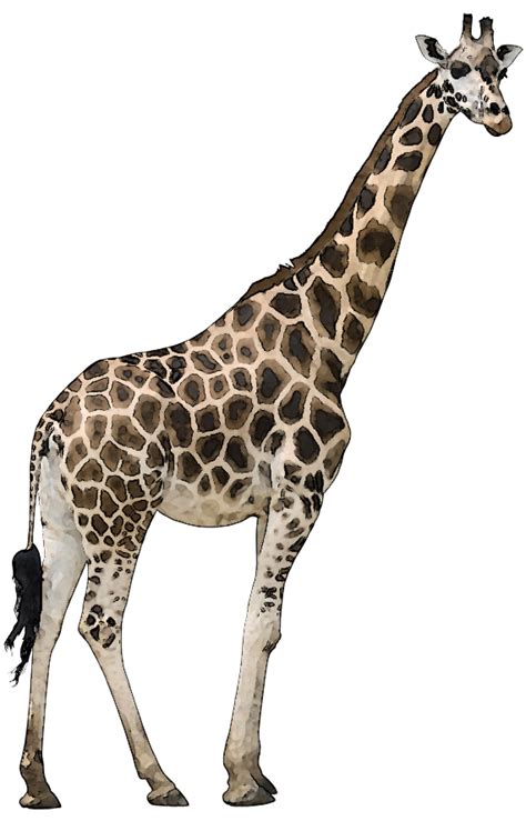 Collection Of Png Hd Images Of Animals Pluspng
