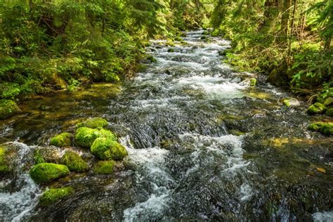 Summer Mountain Stream In The Forest Stock Photo Image Of Moss Rapid