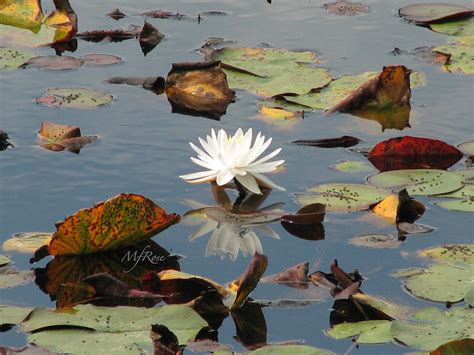 White Water Lilly Reflection Photograph By Maureen Rose Fine Art America