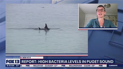 report high bacteria levels in puget sound youtube