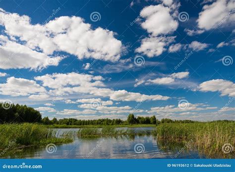 Typical Summer Lake Scene Belarussummer Landscape With Forest Lake