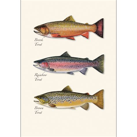 Trout Trio Boxed Notes Earth Sky Water