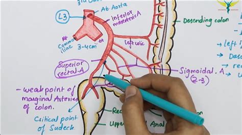 Inferior Mesenteric Arteryima Abdominal Aorta Branch Hindgut