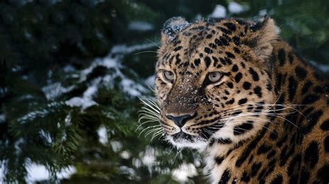 Free Download Male Amur Leopard Wildlife Heritage Uk Wallpapers Hd