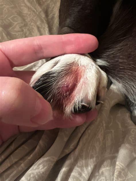My Dog Has A Large Lump Between His Toes On His Back Paw That Appears