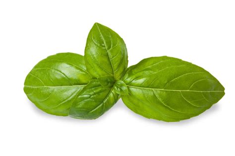 This species, often referred to as sweet basil, is widely cultivated for its edible leaves. Manfaat Daun Basil Bagi Kesehatan Tubuh