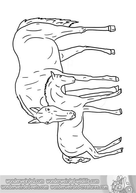 coloring pages  horses  foals coloringpages