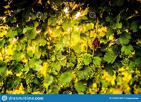 Styria is a state (bundesland) in the southeast of austria. Grapes In July Growing On A Crop In Styria Austria Stock ...