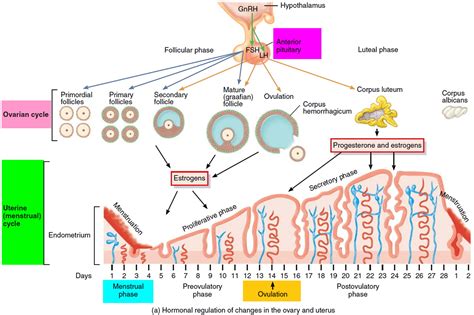 Your menstrual cycle is part of your body's way of preparing for a possible pregnancy each month. Menstrual Cramps - Causes, Diagnosis, How to Relieve