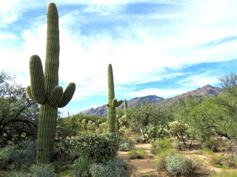 Find the best campgrounds and camping spots near tucson, arizona for beautiful weaterfalls, mountains, saguaro cactus and more. Things to do in Tucson Arizona - Guide to (BEST ...