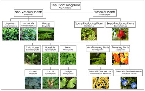 Biologi Kingdom Plantae Youtube Riset