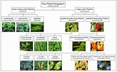 Ciri & Klasifikasi Kingdom Plantae - Materi Biologi Kelas 10