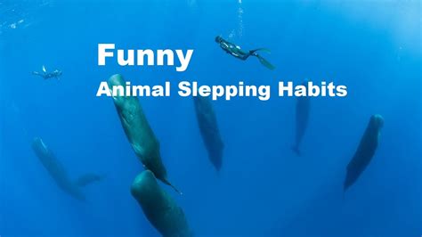 How Do Whales Sleep Without Drowning Animals Sleeping Habits Funny And