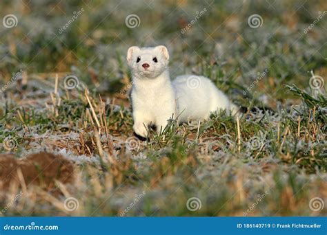 Stoat Mustela Ermineashort Tailed Weasel In The Winter Germany Stock