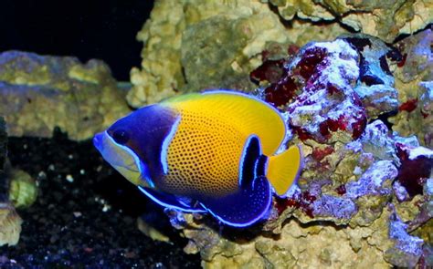 Majestic Angelfish Reef Aquarium