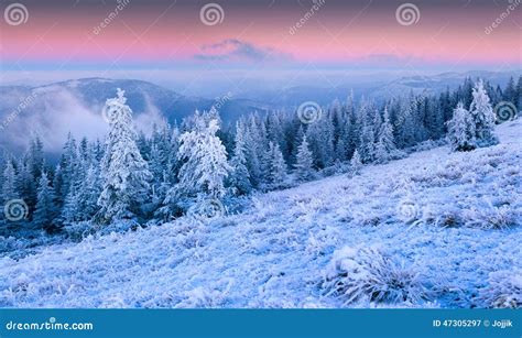 Beautiful Winter Sunrise In The Mountain Forest Stock Image Image Of