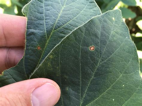 Frogeye Leaf Spot Starting To Show Up In Soybean Cropwatch