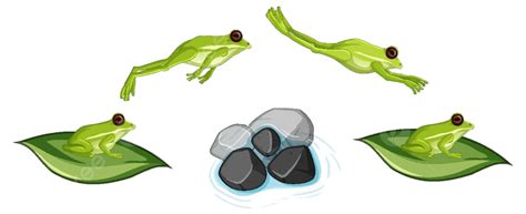 Movement Of Frog Jumping On White Background Cute Exotic Eps10 Vector