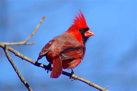 Male Northern Cardinal Cardinalis Cardinalis Rocky River Flickr