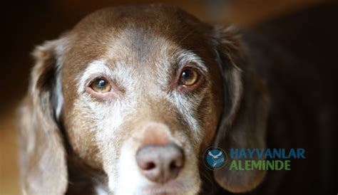 Yaşlı Köpeklerde Sık Görülen Hastalıklar Bunama Ve Yaşlılık