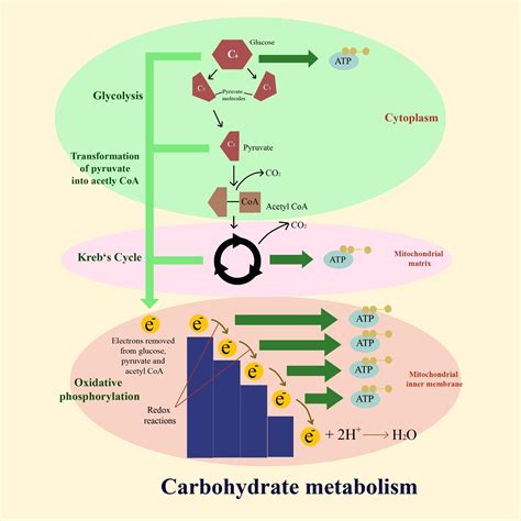 Citric Acid Cycle Is Step In Carbohydrate Metabolisma Firstb