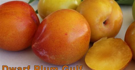 Daleys Fruit Tree Blog Dwarf Plum Gulf Gold Fruit Tree For Sale