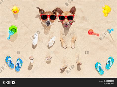 Dogs Buried Sand Image And Photo Free Trial Bigstock