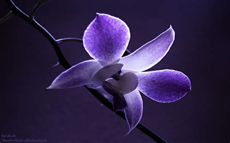 Purple Orchid Wallpapers Wallpaper Cave