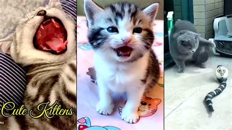 😍cute Kittens Doing Funny Things 2020😍 02 Funny Cat And Kittens