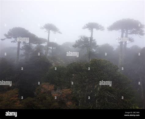 Misty Monkey Puzzle Tree Araucaria Araucana Native Forests At
