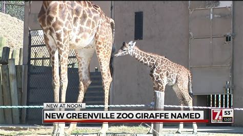 Greenville Zoo Baby Giraffe Named Youtube