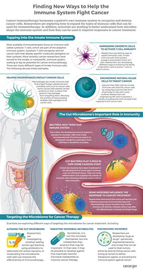 Finding New Ways To Help The Immune System Fight Cancer Infographic Nci